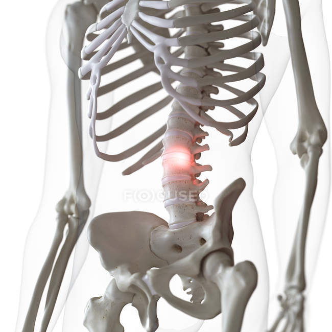 Digital illustration of pain in lower spine in human skeleton. — Stock Photo