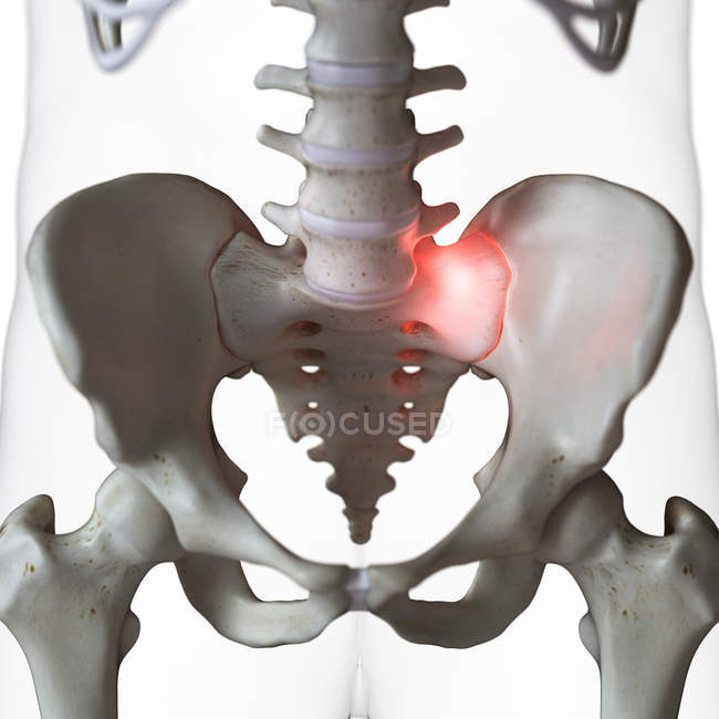 Illustrazione digitale dell'articolazione dolorosa del sacro nello scheletro umano . — Foto stock