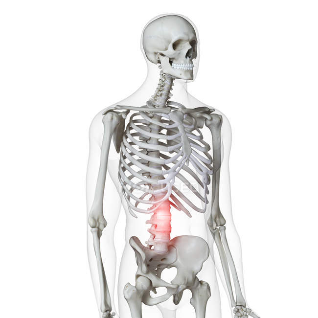 Illustrazione digitale del dolore nella colonna vertebrale inferiore nello scheletro umano . — Foto stock