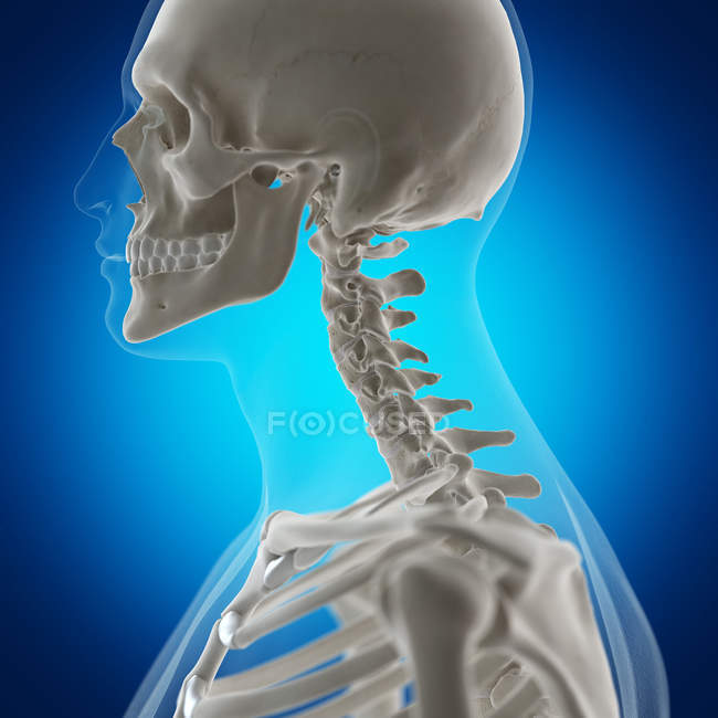 Ilustração digital de ossos do pescoço no esqueleto humano
. — Fotografia de Stock