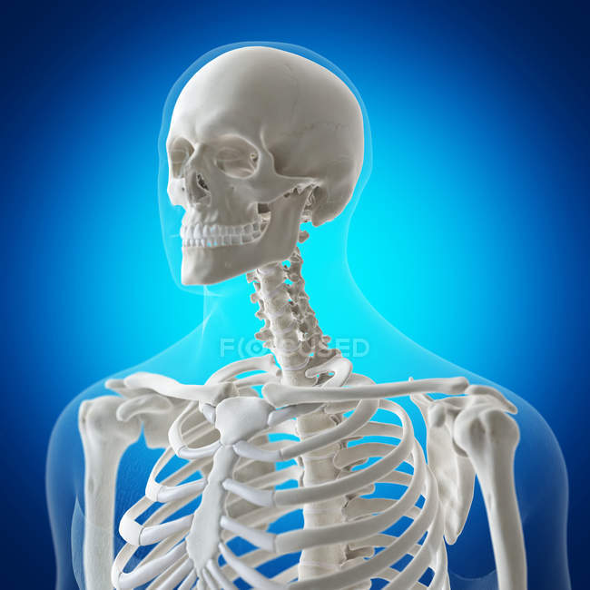 Digital illustration of neck bones in human skeleton. — intervertebral