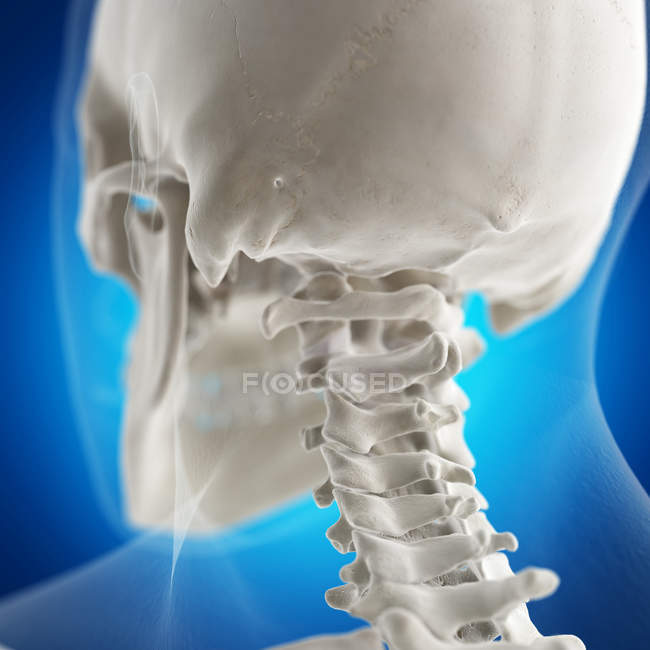 Цифровий ілюстрація Атлас кістки в скелет людини. — стокове фото