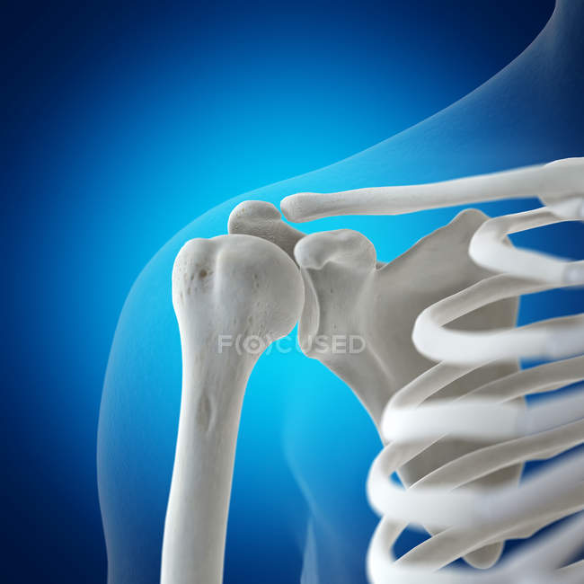Иллюстрация плечевых костей в скелете человека на синем фоне . — стоковое фото