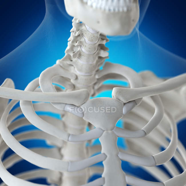 Ilustración de clavícula en esqueleto humano sobre fondo azul . - foto de stock
