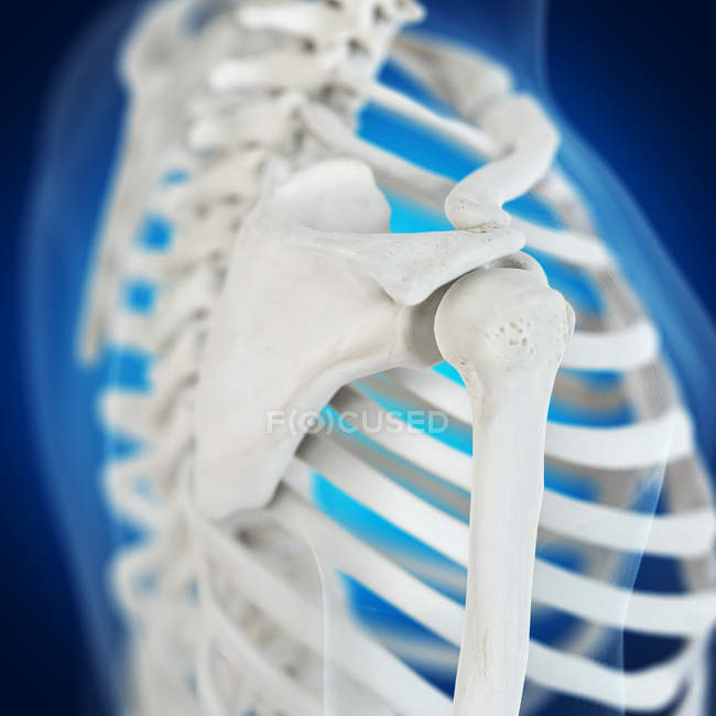 Ilustración de los huesos de los hombros en el esqueleto humano sobre fondo azul
. - foto de stock