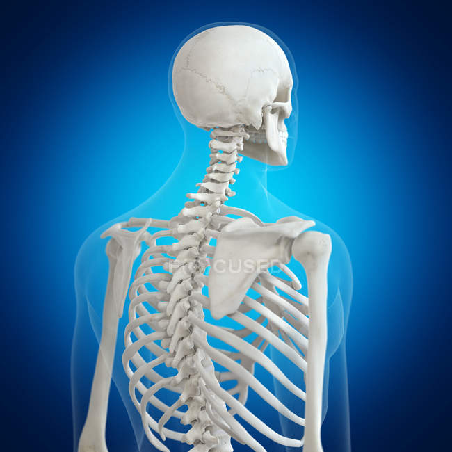 Ilustración de los huesos de la espalda en el esqueleto humano sobre fondo azul . - foto de stock