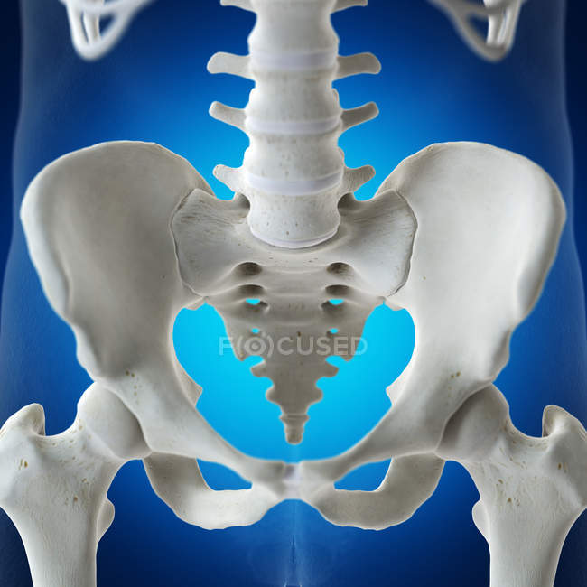 Darstellung des Kreuzbeins im menschlichen Skelett auf blauem Hintergrund. — Stockfoto