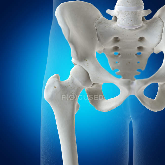 Ilustración de la articulación de la cadera en el esqueleto humano sobre fondo azul . - foto de stock