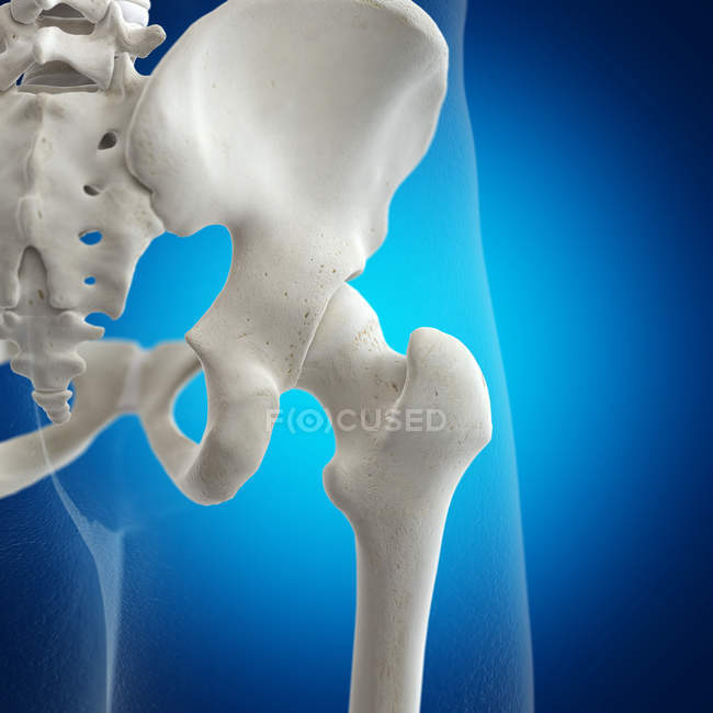 Illustration de l'articulation de la hanche dans le squelette humain sur fond bleu . — Photo de stock