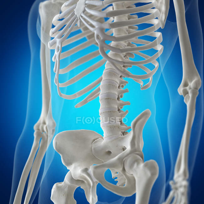Ilustración de la columna vertebral en el esqueleto humano sobre fondo azul . - foto de stock