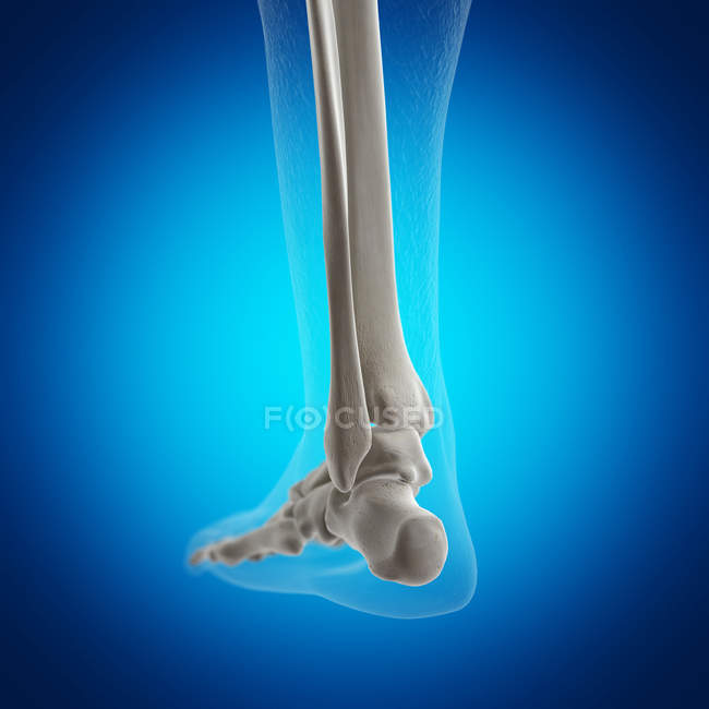 Ilustração do tornozelo no esqueleto humano sobre fundo azul
. — Fotografia de Stock