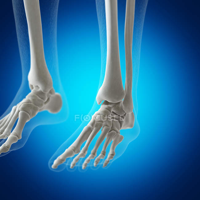 Illustration von Fußknochen im menschlichen Skelett auf blauem Hintergrund. — Stockfoto