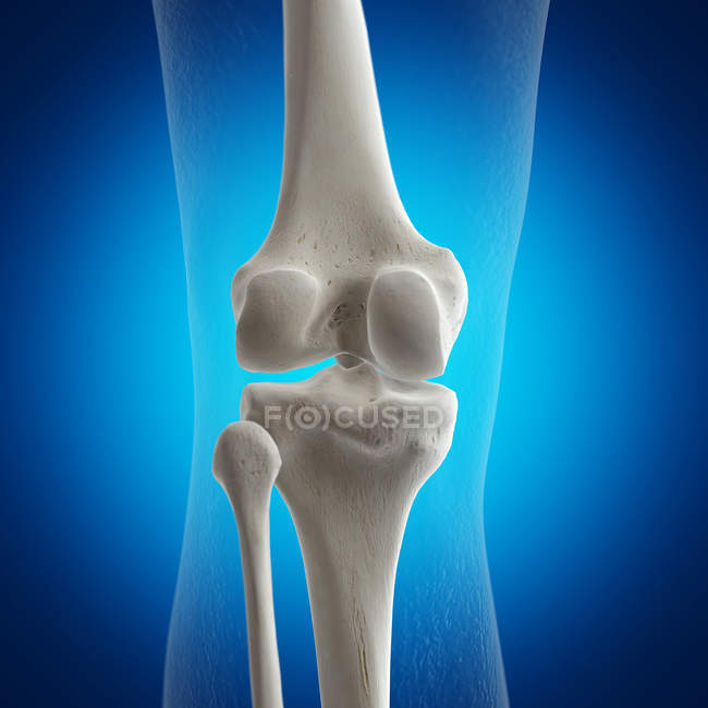 Ilustração dos ossos do joelho no esqueleto humano sobre fundo azul . — Fotografia de Stock
