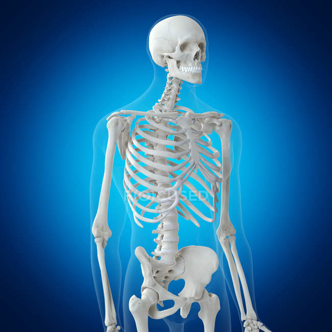 Ilustración de huesos de la parte superior del cuerpo en el esqueleto humano sobre fondo azul . - foto de stock