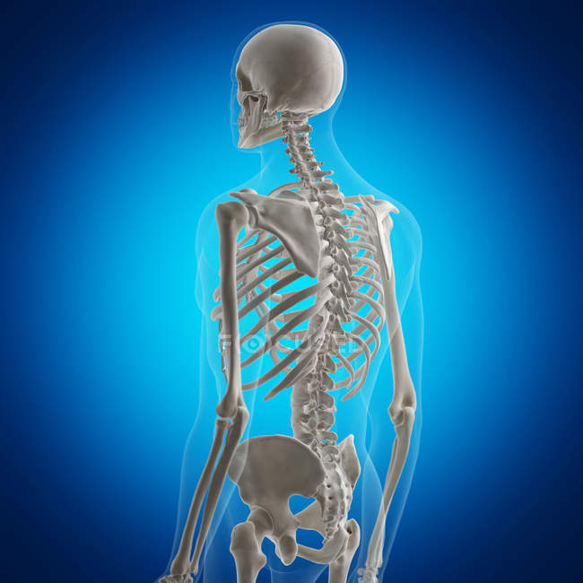 Ілюстрація кісток спини в людському скелеті на синьому фоні . — стокове фото