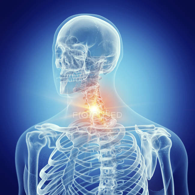 Иллюстрация шейного отдела позвоночника в скелете человека на синем фоне . — стоковое фото