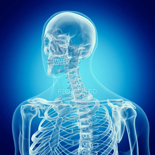 Illustrazione della colonna vertebrale superiore nello scheletro umano su sfondo blu . — Foto stock