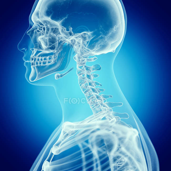 Ілюстрація верхній хребта у людському скелеті на синьому фоні. — стокове фото