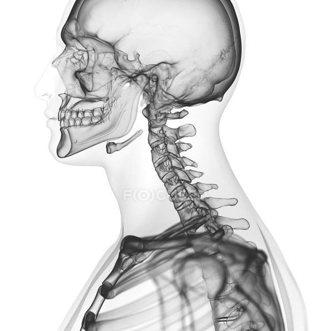 Darstellung der Halswirbelsäule im menschlichen Skelett auf weißem Hintergrund. — Stockfoto