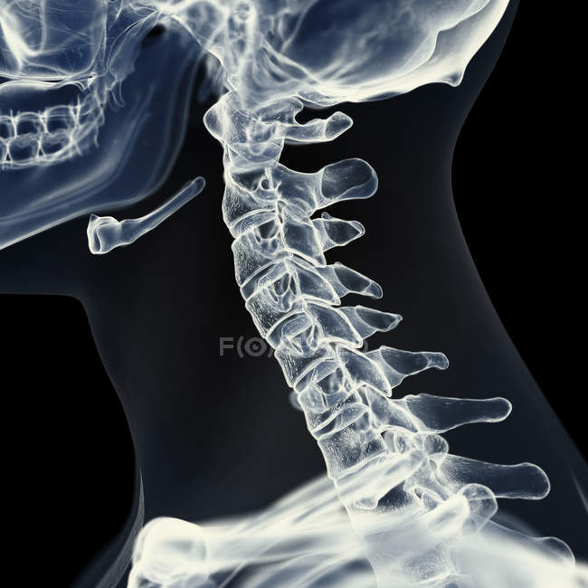 Ilustración de la columna cervical en el esqueleto humano . - foto de stock