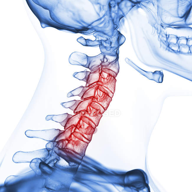 Ilustración de la columna cervical en el esqueleto humano sobre fondo blanco . - foto de stock