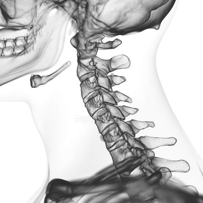 Illustration de la colonne cervicale dans le squelette humain sur fond blanc
. — Photo de stock