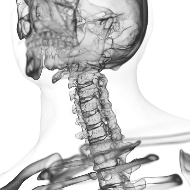 Darstellung der Halswirbelsäule im menschlichen Skelett auf weißem Hintergrund. — Stockfoto