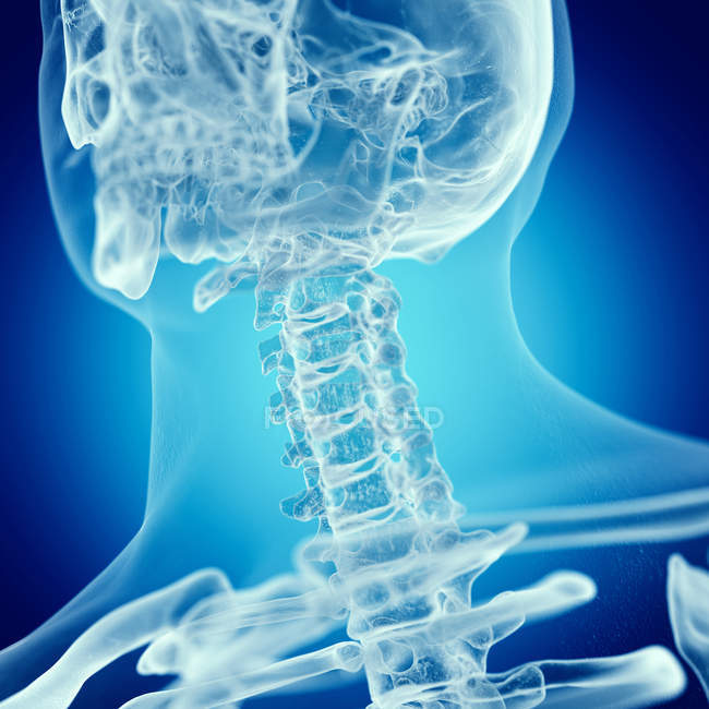Illustration de la colonne vertébrale supérieure dans le squelette humain sur fond bleu . — Photo de stock