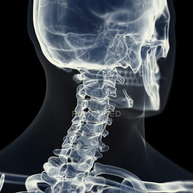 Ilustración de la columna cervical en el esqueleto humano . - foto de stock