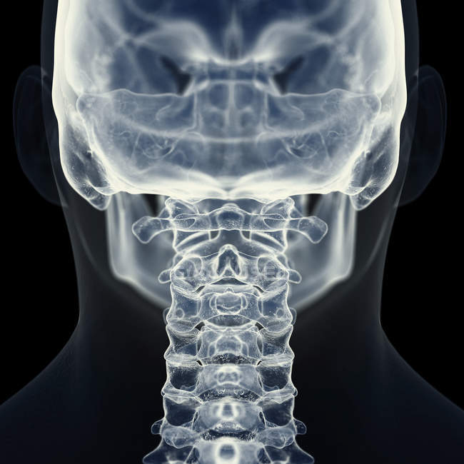 Ілюстрація шийного хребта в людському скелеті . — стокове фото