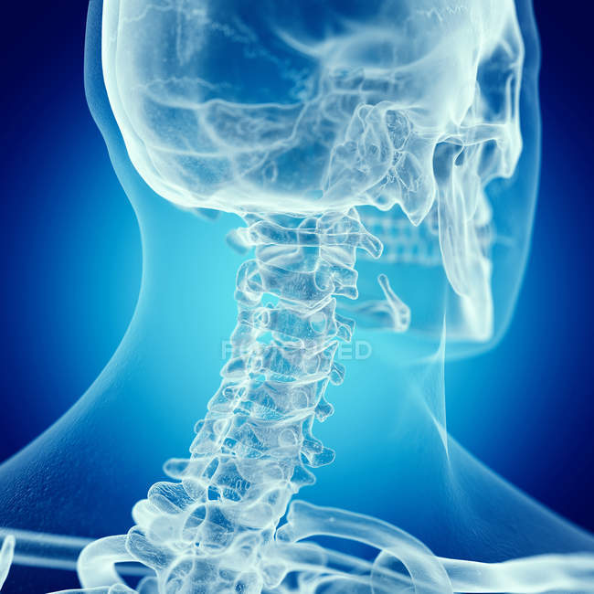 Illustration of cervical spine in human skeleton on blue background ...