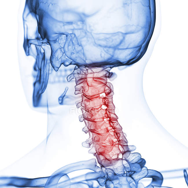 Ilustração da coluna cervical no esqueleto humano sobre fundo branco . — Fotografia de Stock