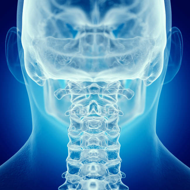 Ilustración de la columna cervical en el esqueleto humano sobre fondo azul . - foto de stock