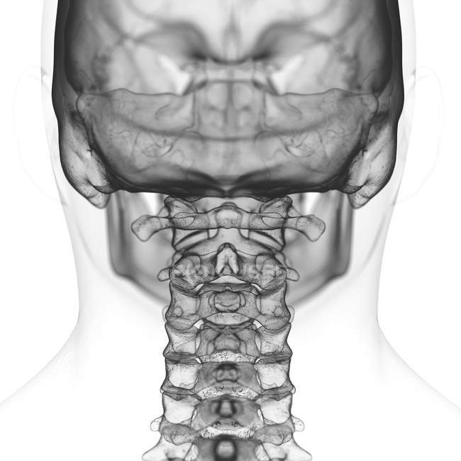 Иллюстрация шейного отдела позвоночника в скелете человека на белом фоне . — стоковое фото