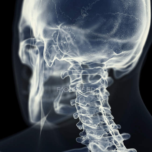 Illustration der Halswirbelsäule im menschlichen Skelett. — Stockfoto