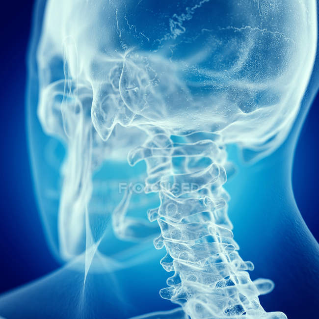 Illustrazione del collo cervicale nello scheletro umano su sfondo blu . — Foto stock