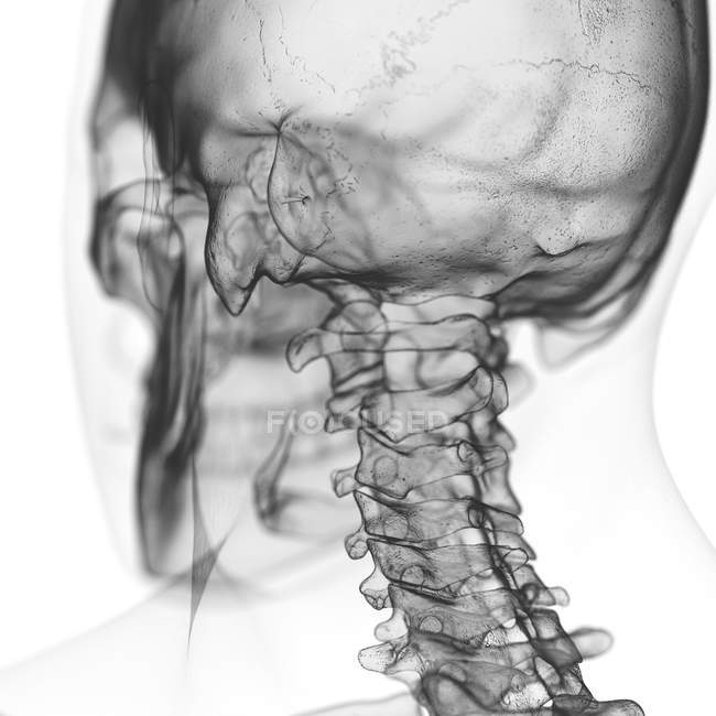 Illustration of cervical spine in human skeleton on white background. — Stock Photo
