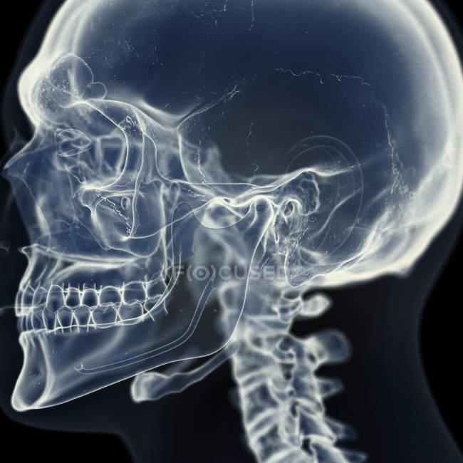 Illustration de l'articulation temporomandibulaire dans le squelette humain . — Photo de stock