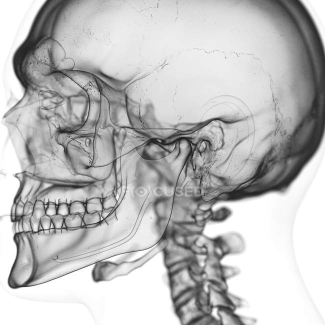 Ilustración de la articulación temporomandibular en el esqueleto humano sobre fondo blanco . - foto de stock