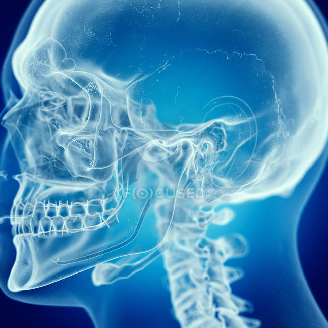 Illustrazione del cranio nello scheletro umano . — Foto stock