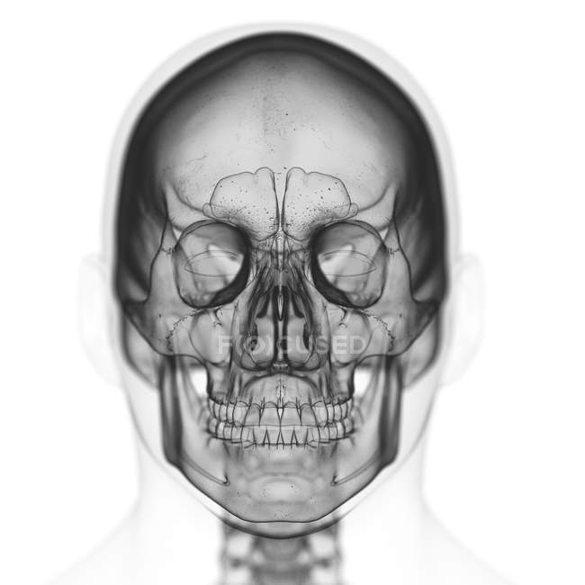 Abbildung des Schädels im menschlichen Skelett auf weißem Hintergrund. — Stockfoto