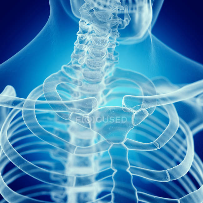 Illustration des Schlüsselbeins im menschlichen Skelett auf blauem Hintergrund. — Stockfoto