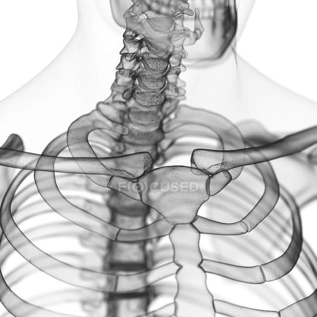 Ilustración de clavícula en esqueleto humano . - foto de stock