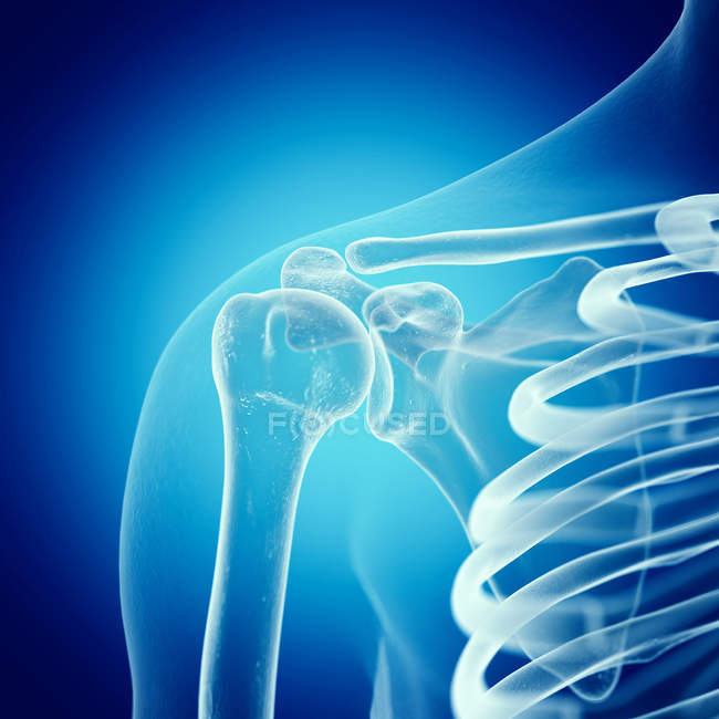Ilustración de la articulación del hombro en el esqueleto humano . - foto de stock