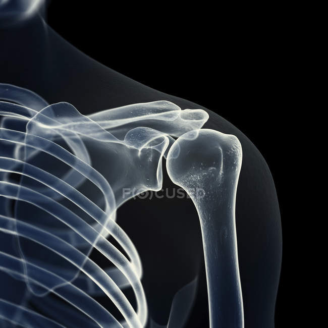 Ilustración de los huesos del hombro en el esqueleto humano . - foto de stock