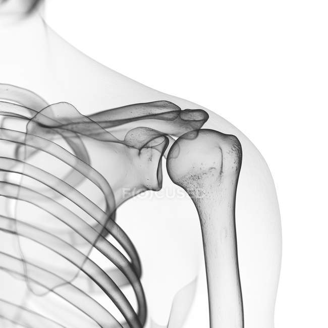 Illustration des os des épaules dans le squelette humain . — Photo de stock