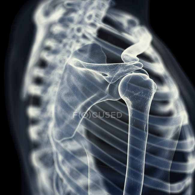 Illustrazione delle ossa delle spalle nello scheletro umano . — Foto stock