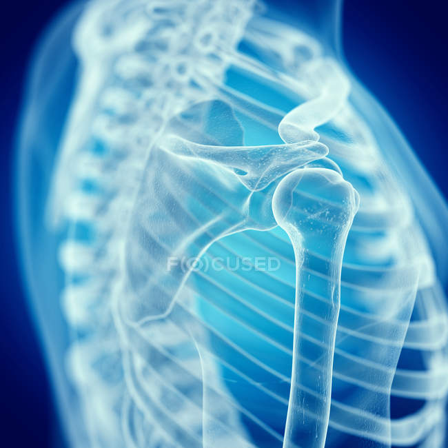 Ilustración de la articulación del hombro en el esqueleto humano
. - foto de stock