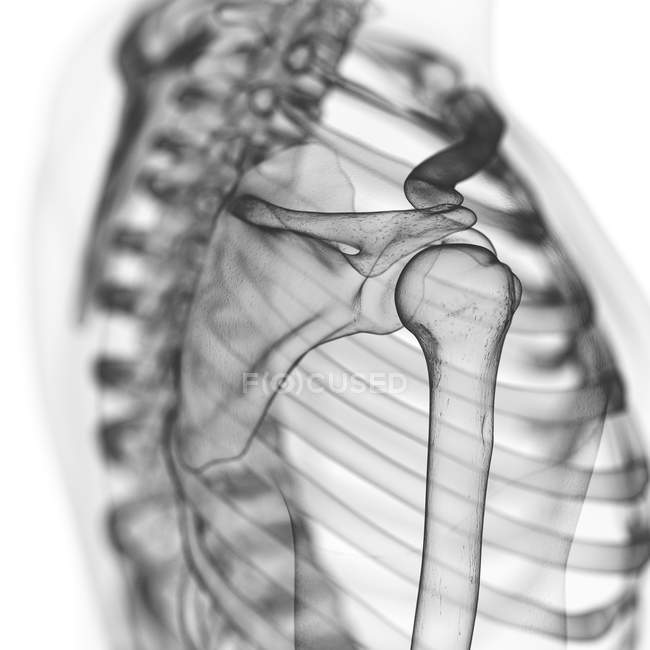 Ilustração dos ossos do ombro no esqueleto humano . — Fotografia de Stock