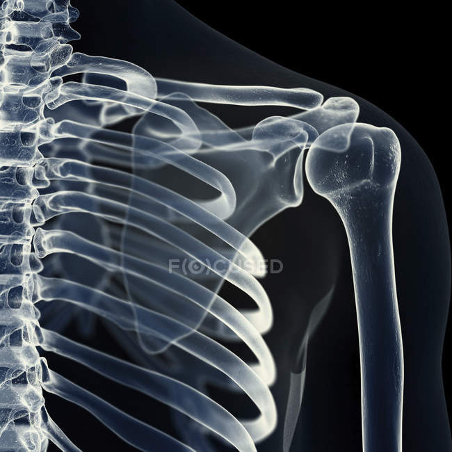 Ilustración de la articulación del hombro en el esqueleto humano . - foto de stock